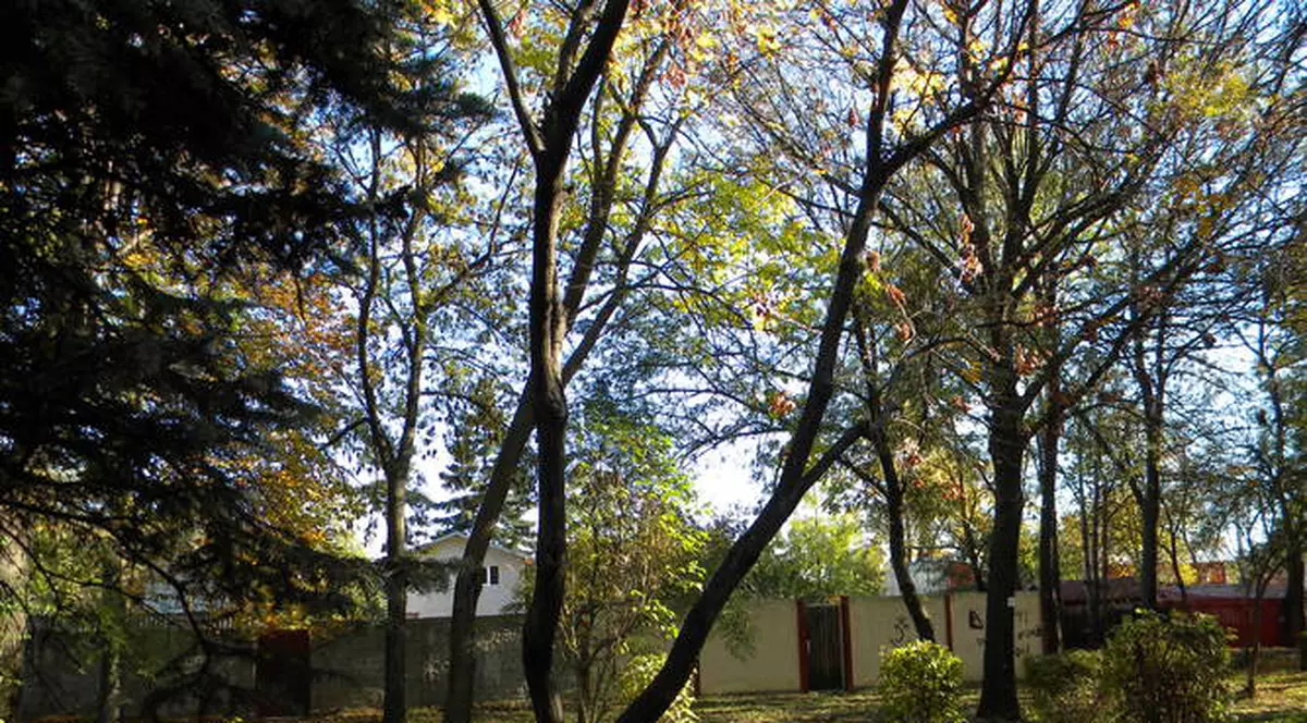 Incredibil, dar adevărat! Trăiește de 9 luni într-un copac pentru că l-a înșelat nevasta