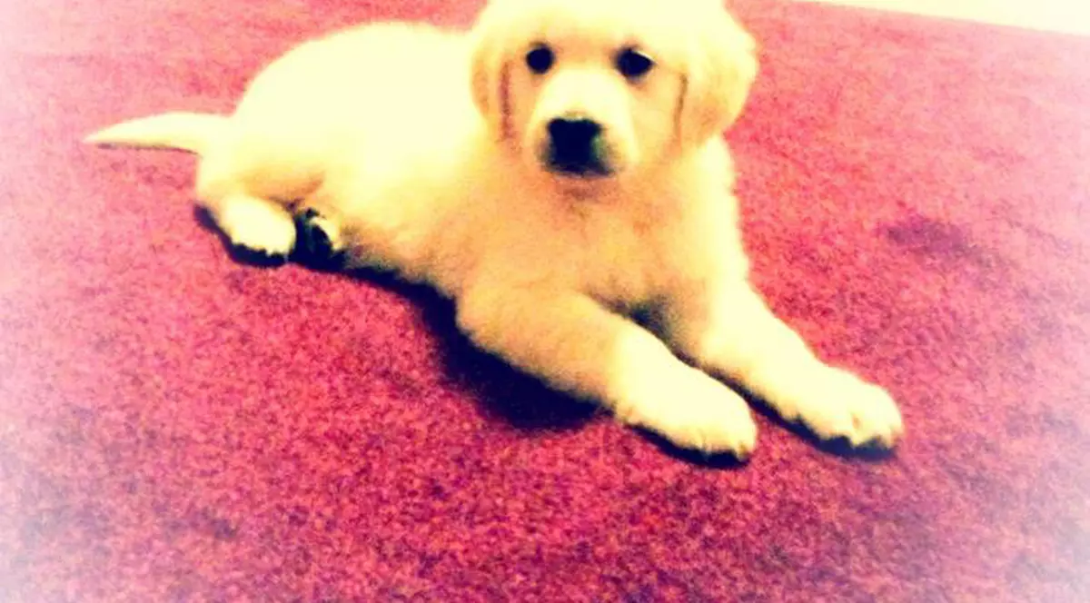 Uite ce a primit fiul Geaninei Ilieş de la Moş Crăciun!