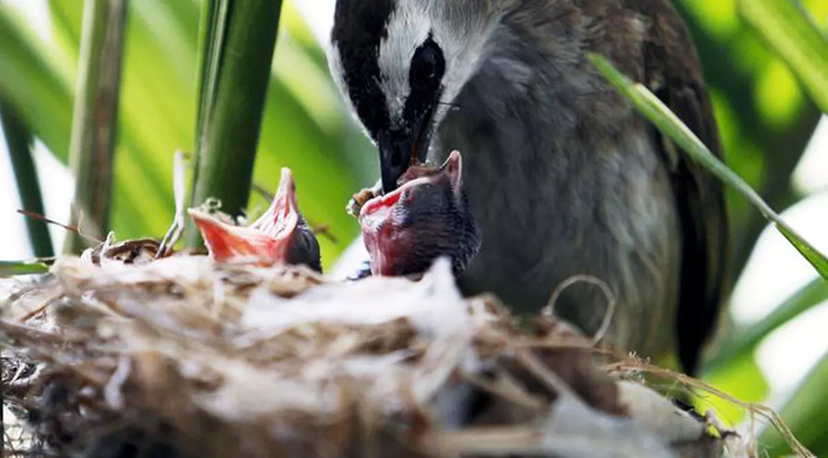 UIMITOR! La ce folosesc păsările de la oraș mucurile de țigară