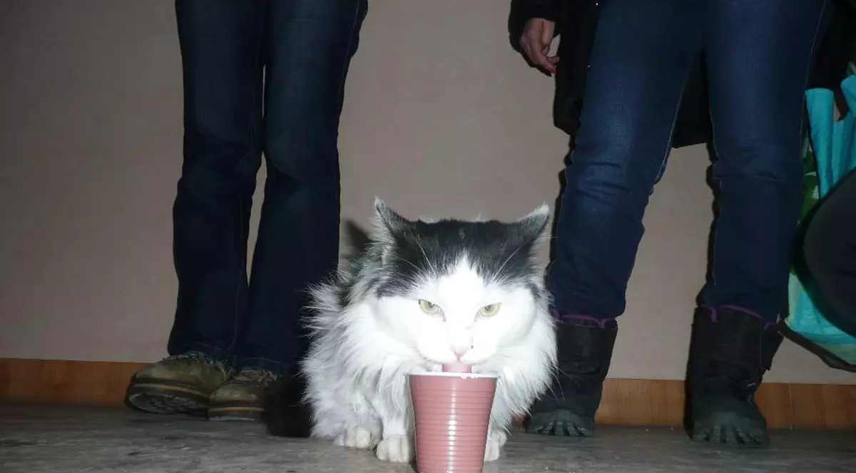 Au adus motanul la bazar. Din păcate nu şi-a găsit stăpân