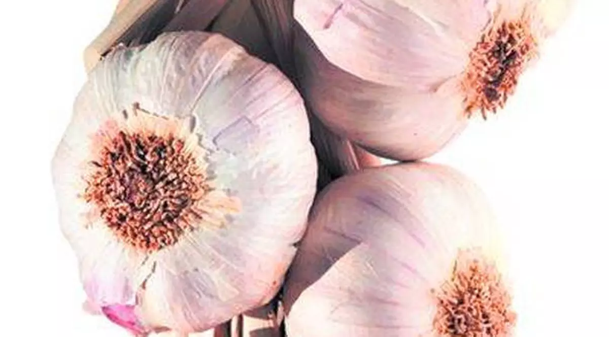 Usturoiul te scapă de alergiile de iarnă 