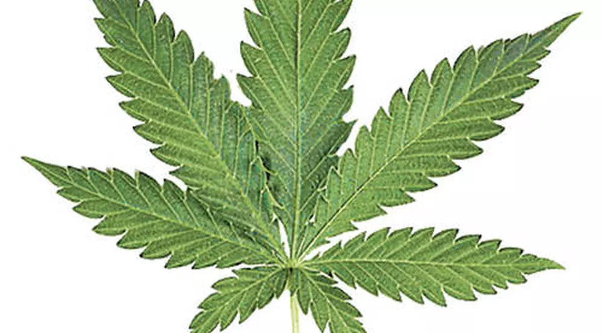 Liber la folosirea canabisului în scop medicinal în Cehia