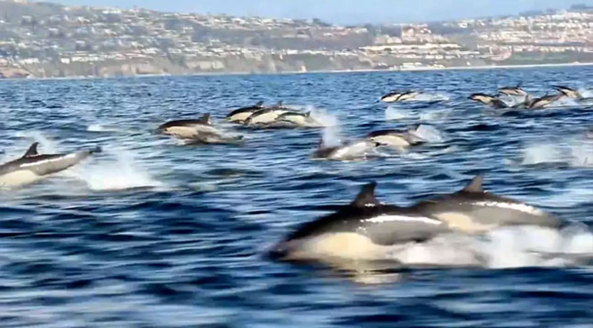IMAGINI INCREDIBILE! O ”ARMATĂ” de DELFINI a ”INVADAT” APELE Californiei! VIDEO