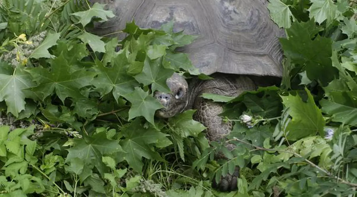 O broască ţestoasă a supravieţuit 30 de ani uitată într-o debara