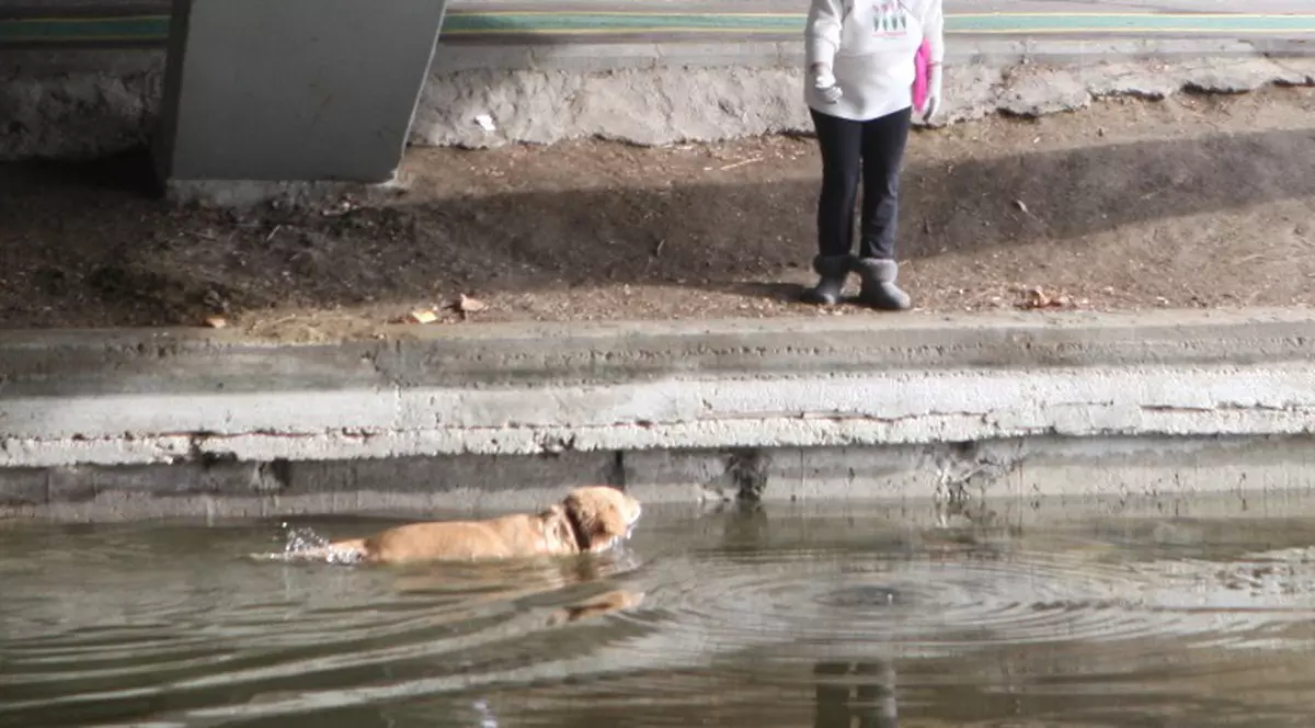 Atenţie, câine la apă! Intră să vezi ce face patrupedul