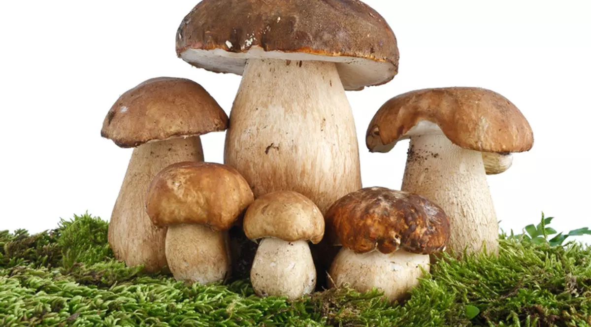 Vom avea ambalaje realizate din... ciuperci?