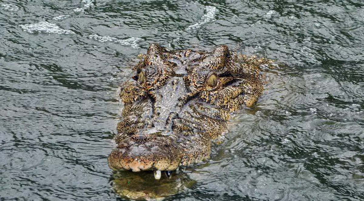 Avion prăbuşit din cauza unui crocodil