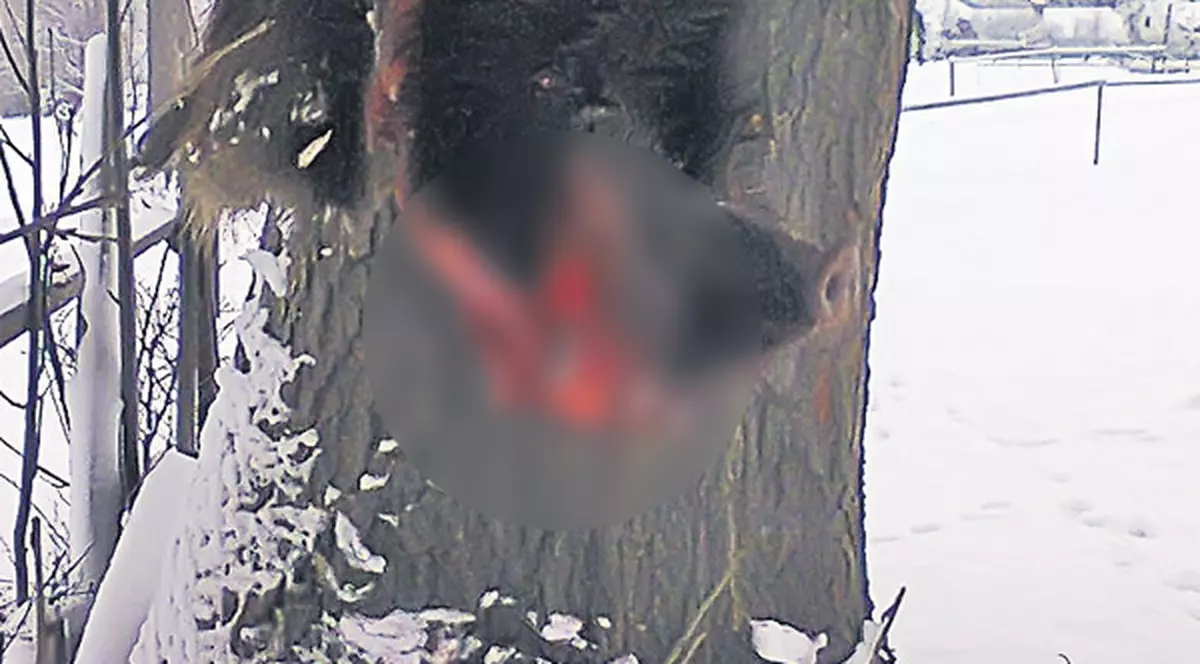 Scene de groază la Câmpulung Moldovenesc. Un mistreţ, momeală pentru a ucide câini!