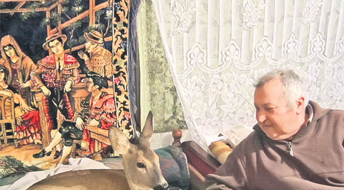 Riscă doi ani de puşcărie pentru că a salvat un pui de căprioară