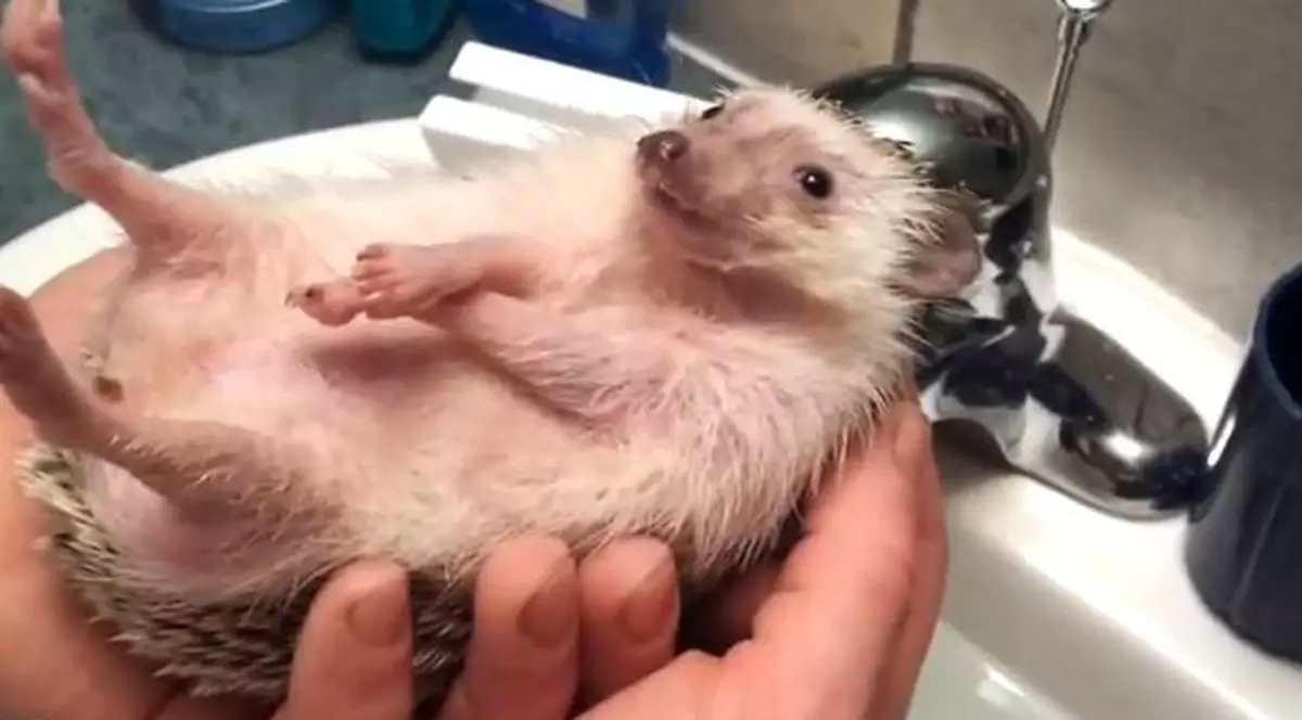 Uite cum se relaxează un arici la băiţă | VIDEO AMUZANT