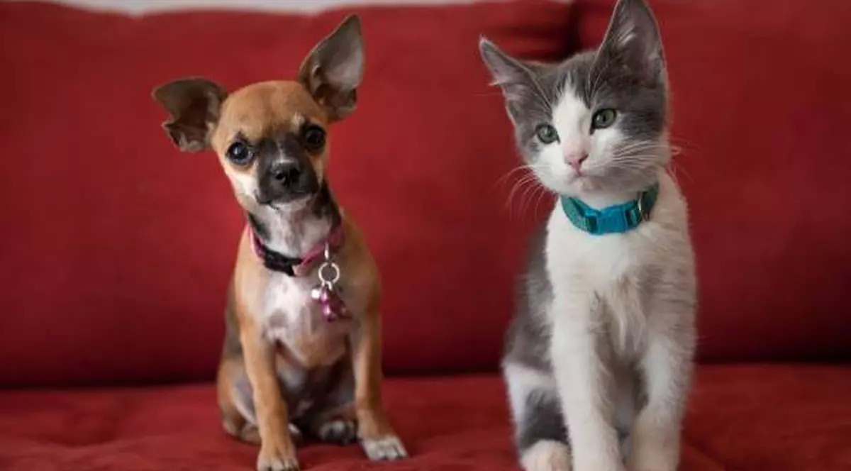 Timișorenii care locuiesc la bloc și dețin mai mult de doi câini sau două pisici vor fi amendați 