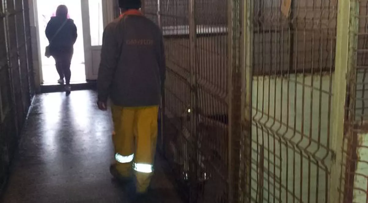 Viață de câine. Animalele adunate de pe străzile timișorene trăiesc în condiții sinistre
