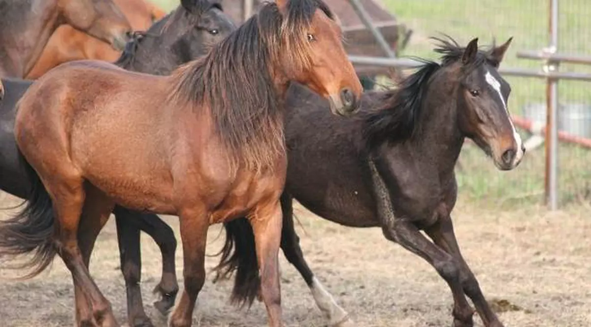 Carnea de cal descoperită în lasagna din Marea Britanie provenea din România