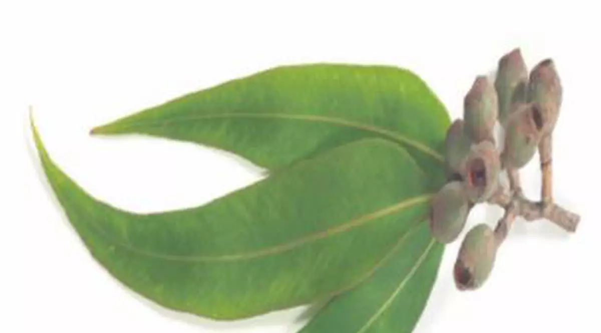 Cărbunele vegetal albeşte dinţii