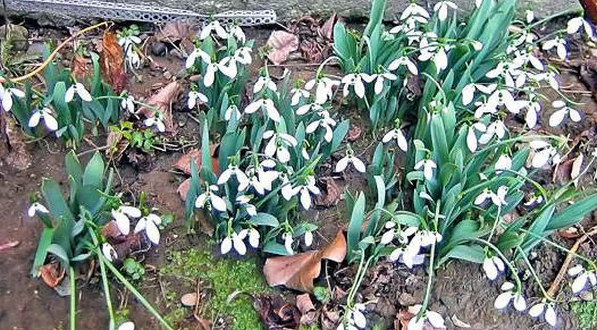 Află ce boli tratează ghioceii sau narcisele