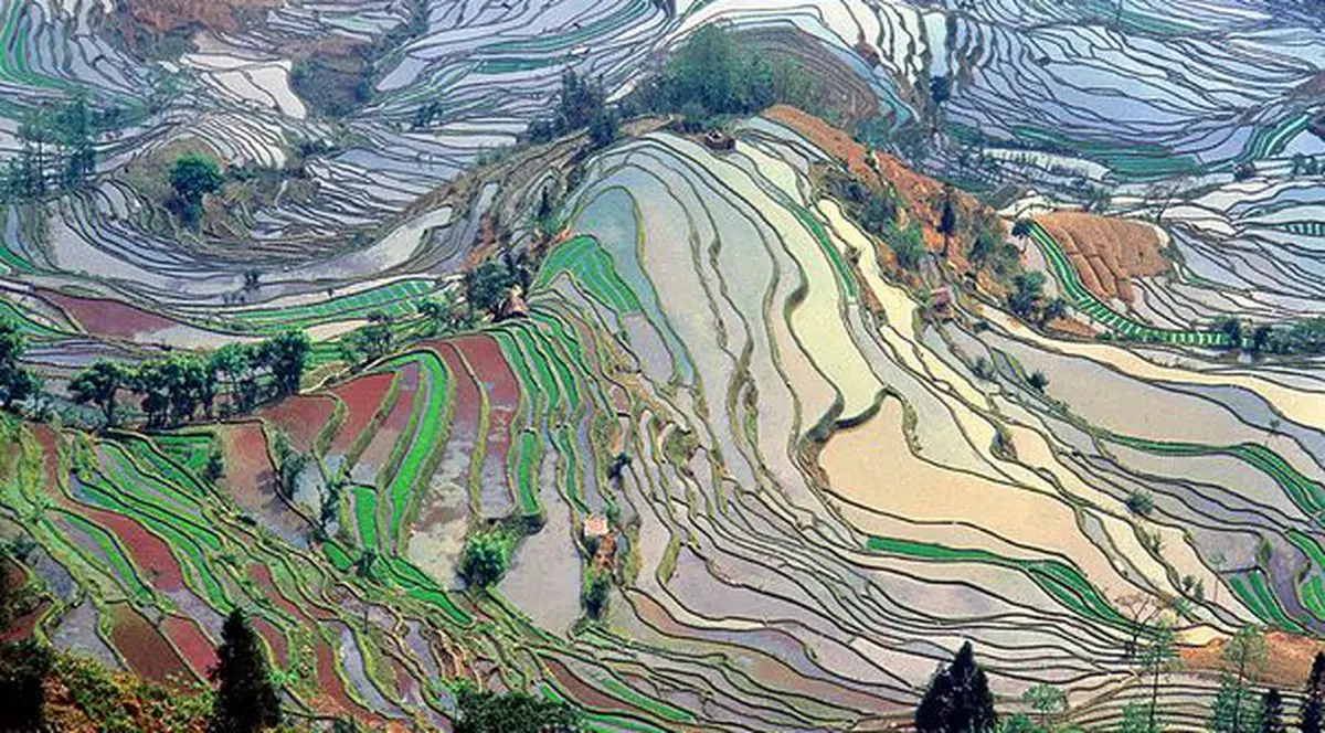 Ai crede că e o pictură, nu? Ei bine, aşa arată orezăriile din China! | FOTO