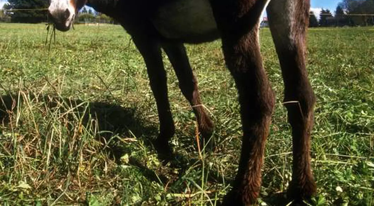 România a exportat în 2012 peste 6.000 tone de carne de cal și măgar