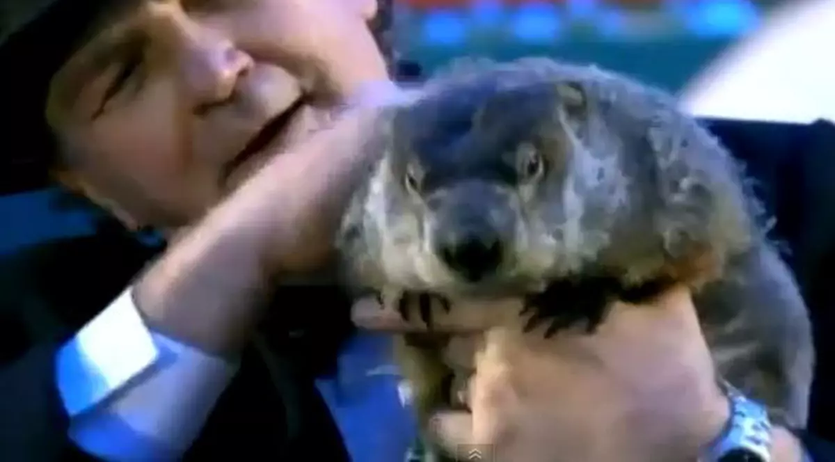 Celebra marmotă Phil anunţă o primăvară timpurie | VIDEO