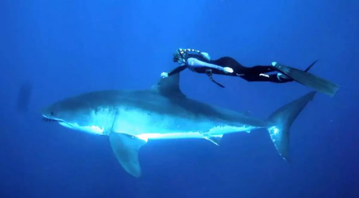 Cea mai curajoasă blondă! Înoată alături de un rechin - VIDEO