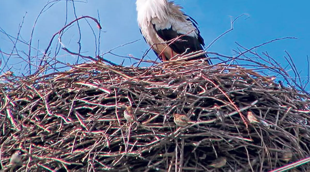 Prima barză, în cuibul Big Brother | Pasărea va putea fi urmărită pe internet zi şi noapte