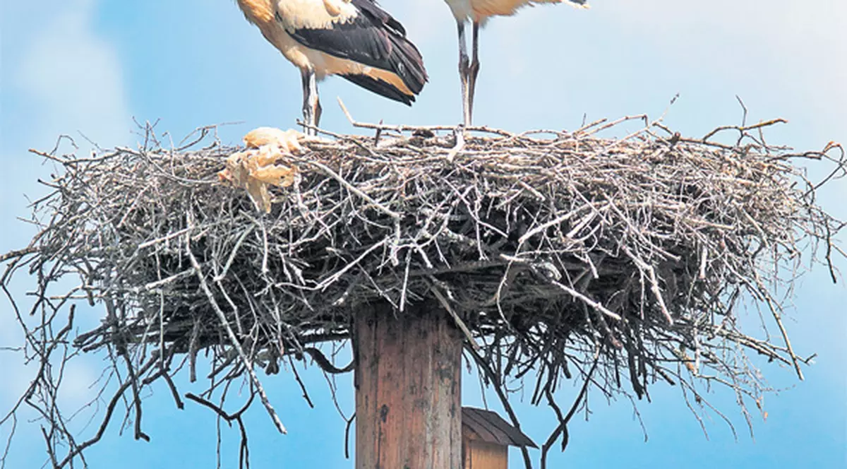 Iniţiativă inedită a unei asociaţii din Covasna: Big-Brother în cuibul berzei