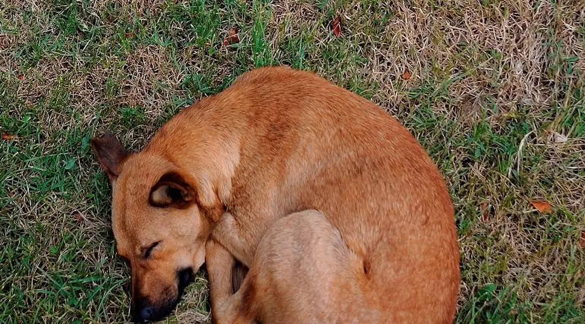 O fetiță de 3 ani dispărută de acasă, salvată de un câine  