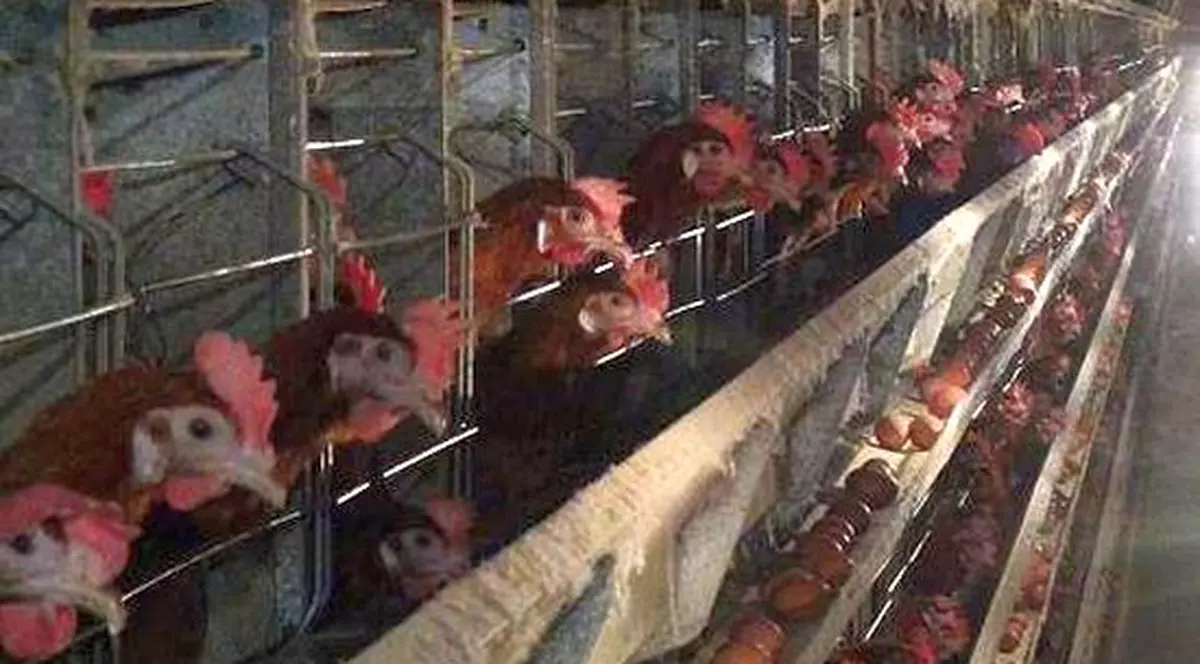 Zeci de mii de păsări contaminate cu Salmonella au fost sacrificate