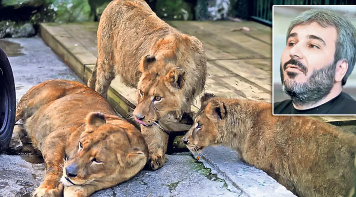 Sile vrea afară ca să își vadă leii | Temutul interlop i s-a plâns avocatului că îi e dor de animale