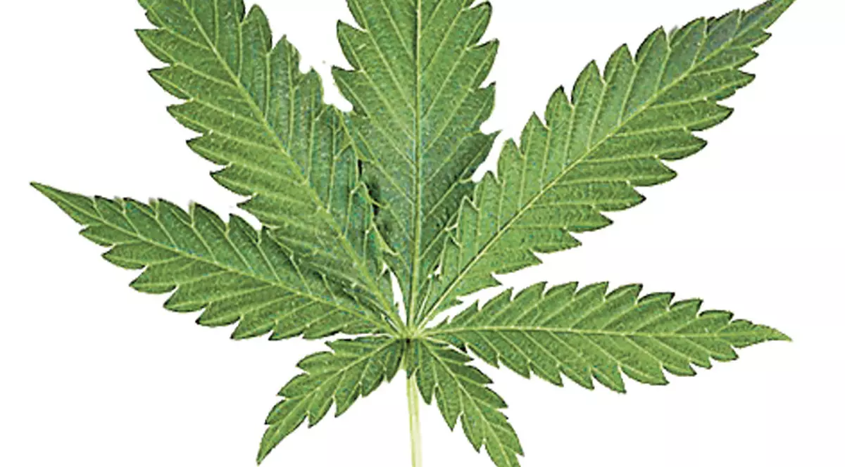 20 de ani de puşcărie pentru etnobotanice