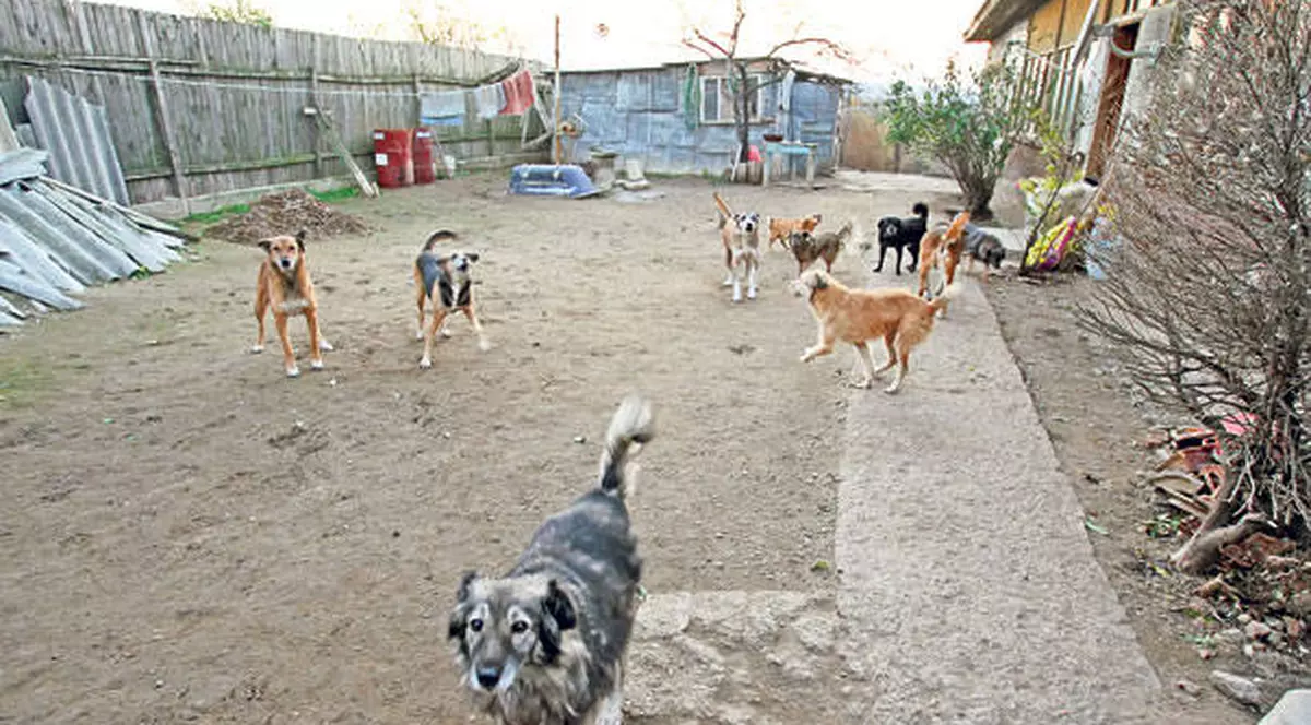 Şocant! În Bucureşti sunt aproape 65.000 de comunitari! 