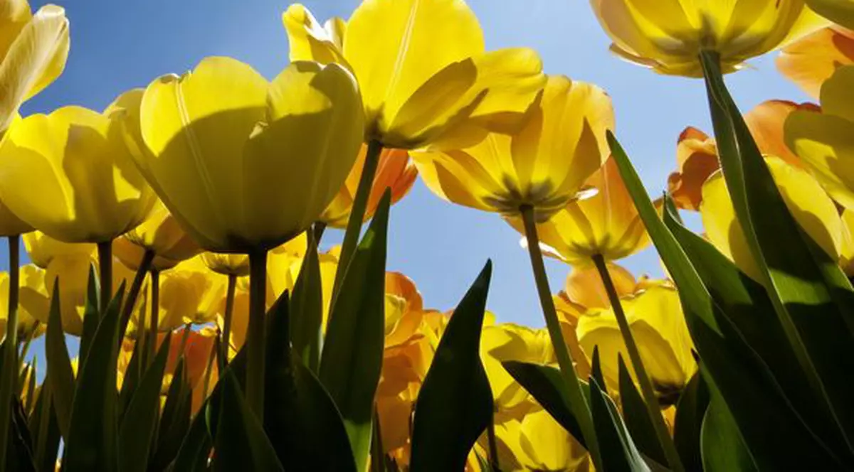 ECHINOCȚIUL DE PRIMĂVARĂ 2016. Ce se întâmplă în această zi și cum ne afectează