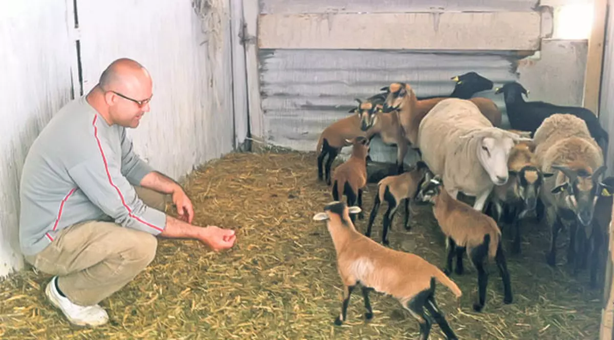 Mielul camerunez, ultima fiţă de Paşte! Un iranian creşte această specie în Prahova