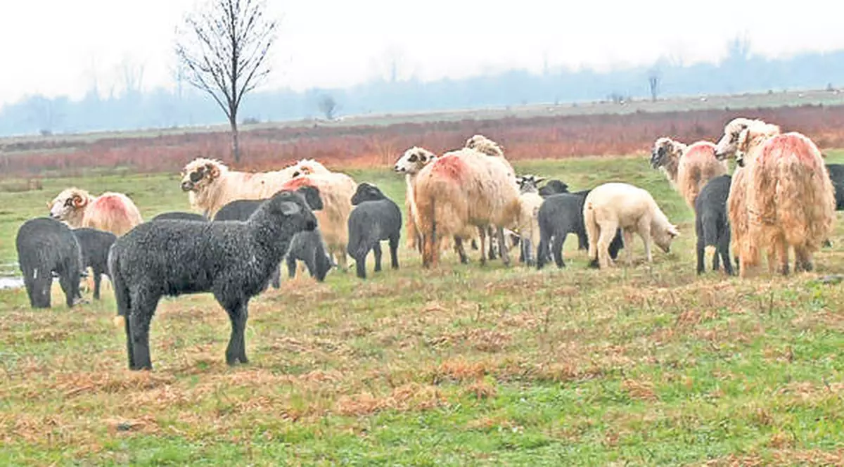 Mioriţa anului 2013: Cioban împuşcat cu 140 de alice de un alt oier   