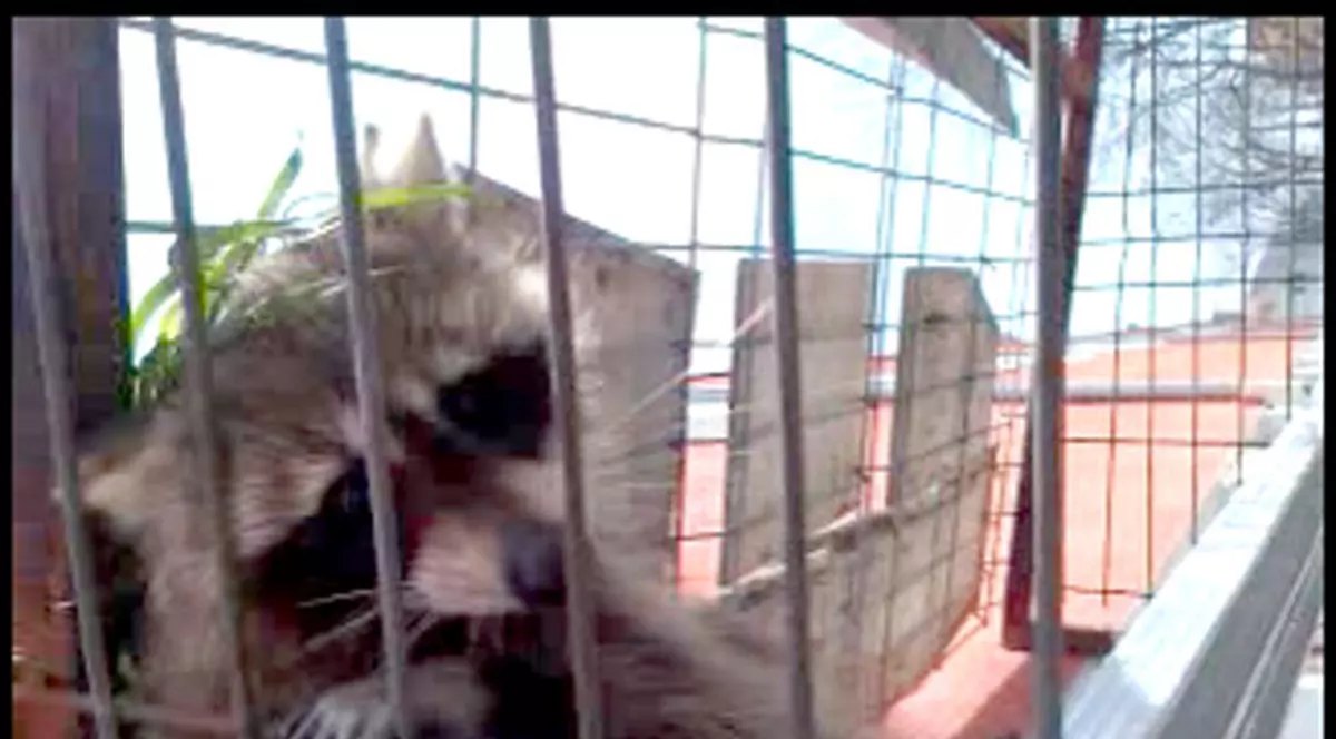 Animal rar, salvat din gura maidanezilor la Constanţa