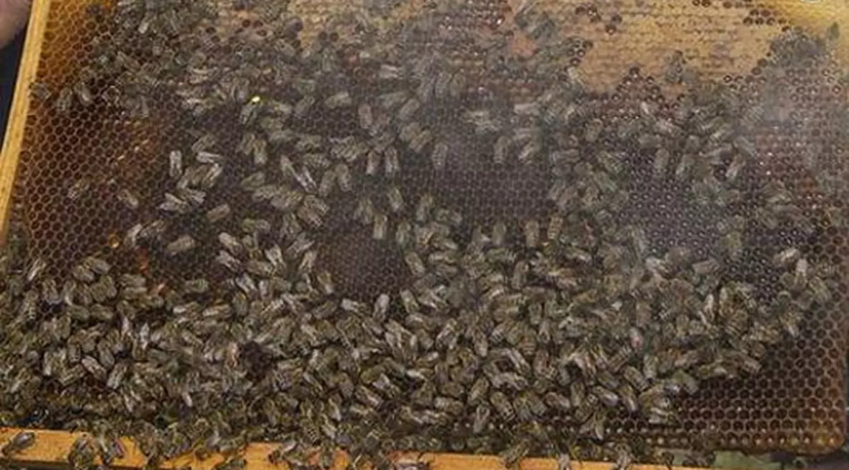 Apicultor ucis de albine