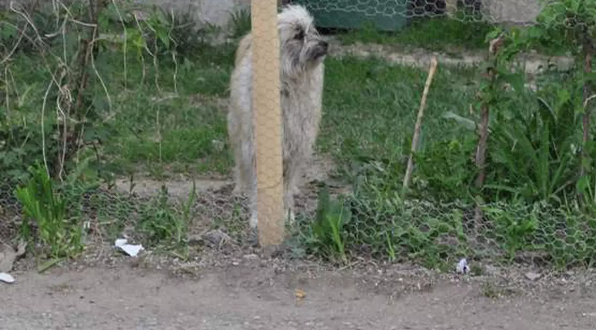 Un bărbat din Bârlad a fost înjunghiat mortal pentru că şi-a apărat căţelul