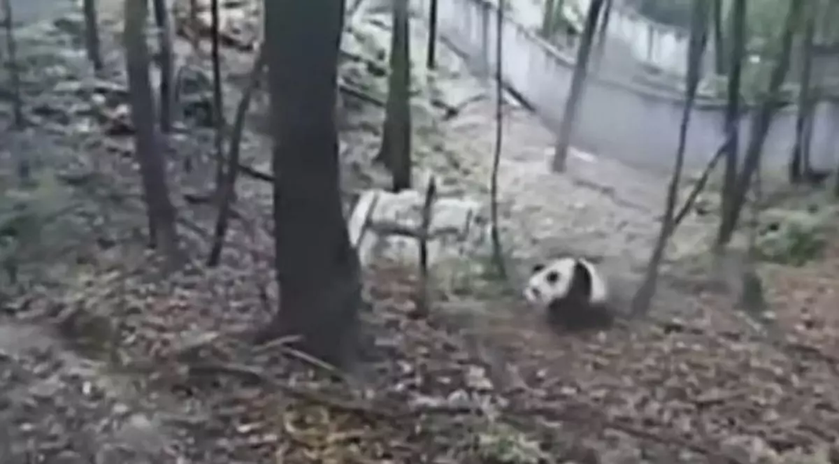 Cum a reacționat un urs panda speriat de cutremurul din China - VIDEO 
