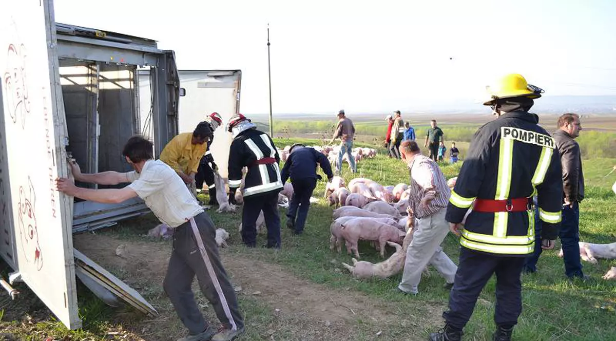 Un TIR cu 900 de porci din Olanda s-a răsturnat în judeţul Suceava