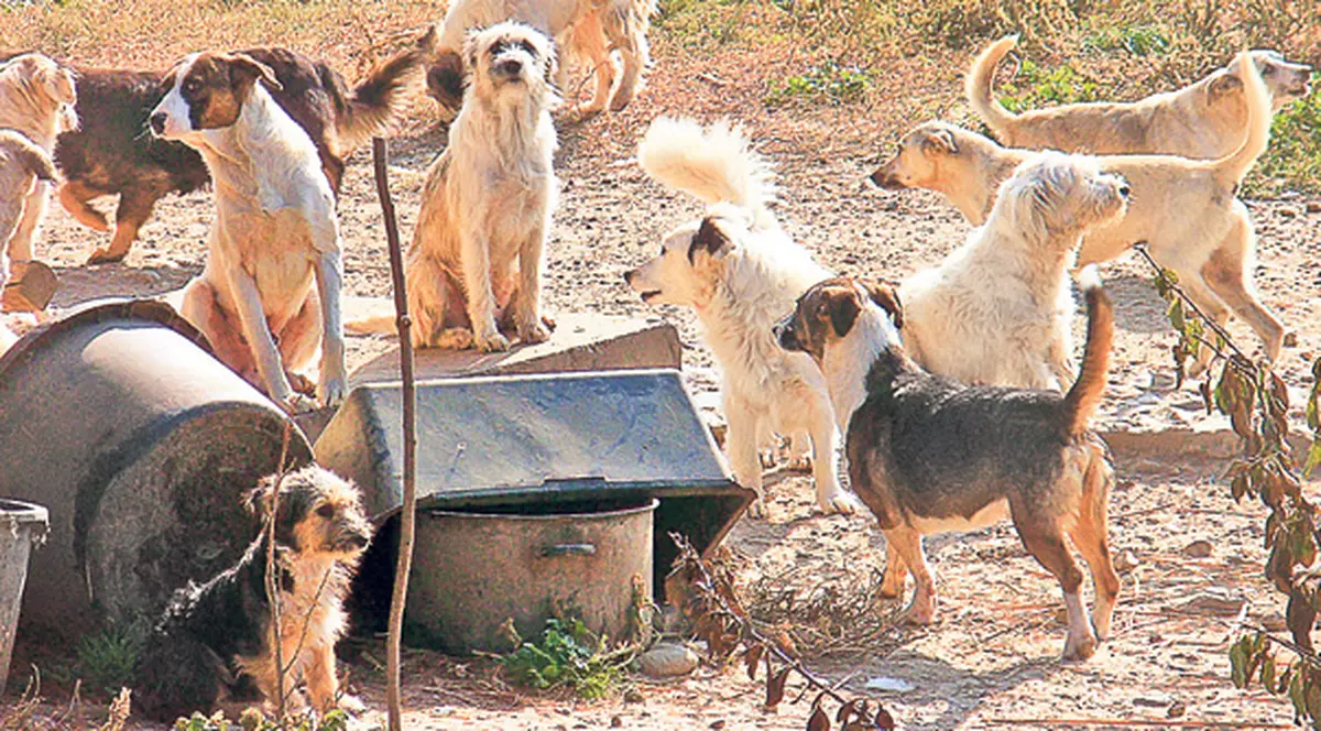 Alarmă în Capitală | Nu se vor mai steriliza maidanezi? Primăria e la un pas să suspende colaborarea cu ONG-ul care castra câinii fără stăpân