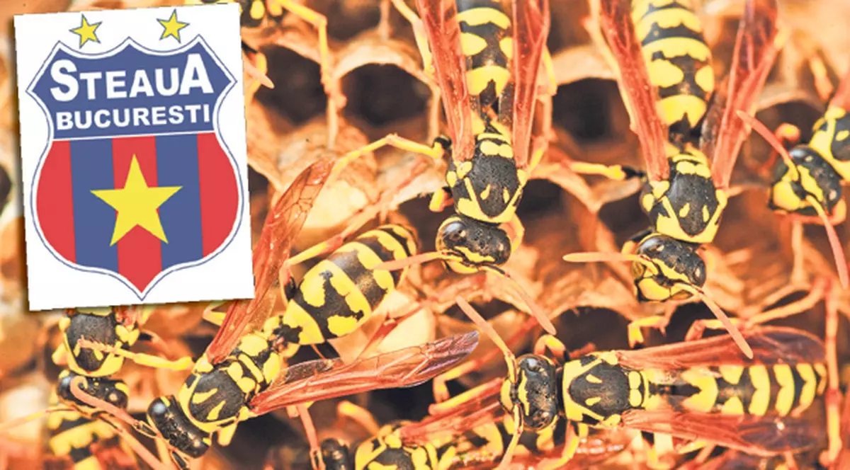 Cuibul de viespi! Arestarea lui Gigi Becali deschide lupta pentru putere la Steaua, cel mai important club de fotbal al României