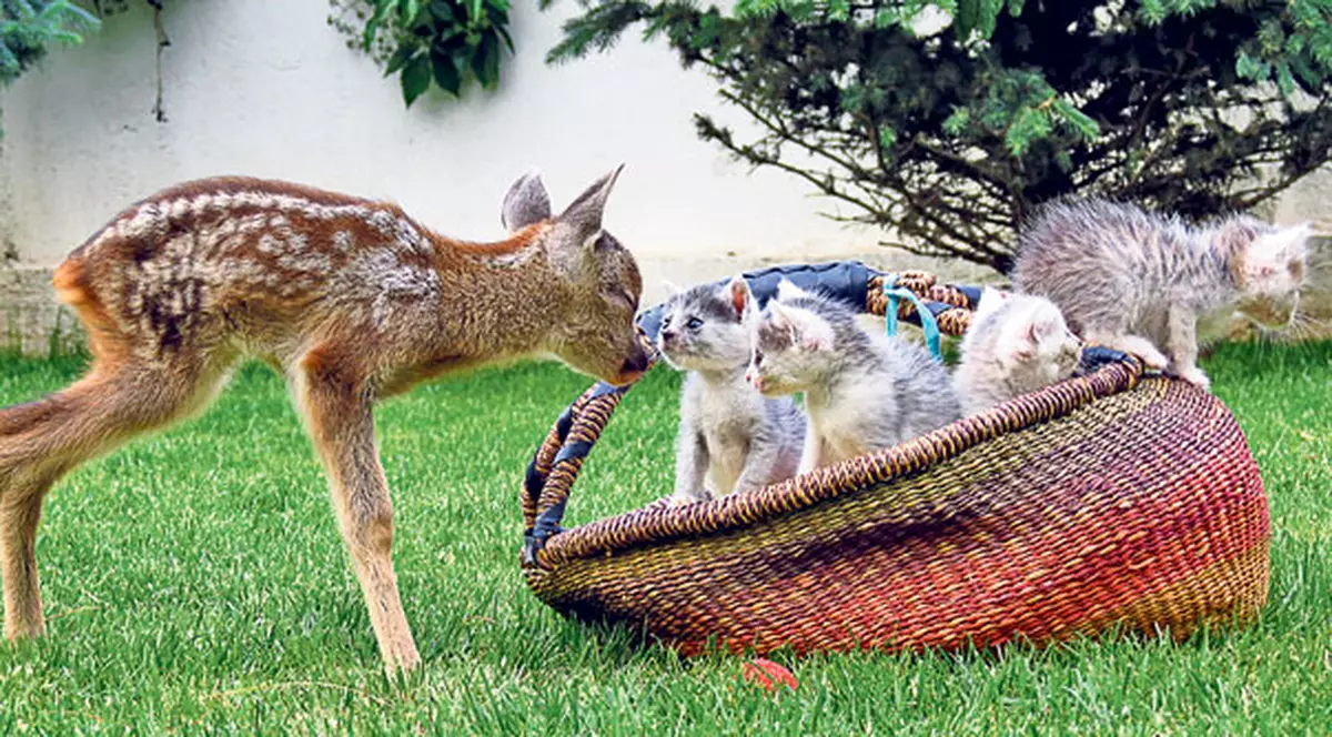 Suntem cea mai tare gaşcă! Nu-i aşa? Prietenie la cataramă între un pui de căprioară, patru pisicuţe şi un iepure | FOTO