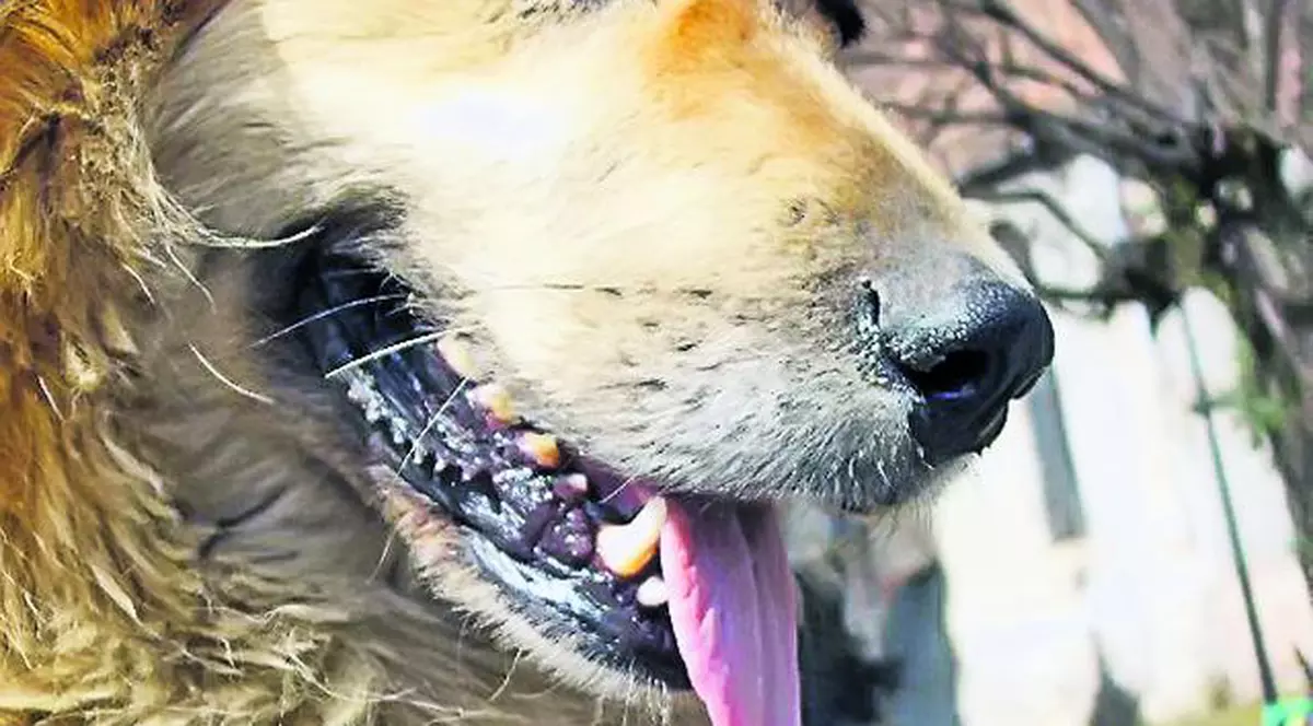 El este maidanezul cu cont de Facebook!