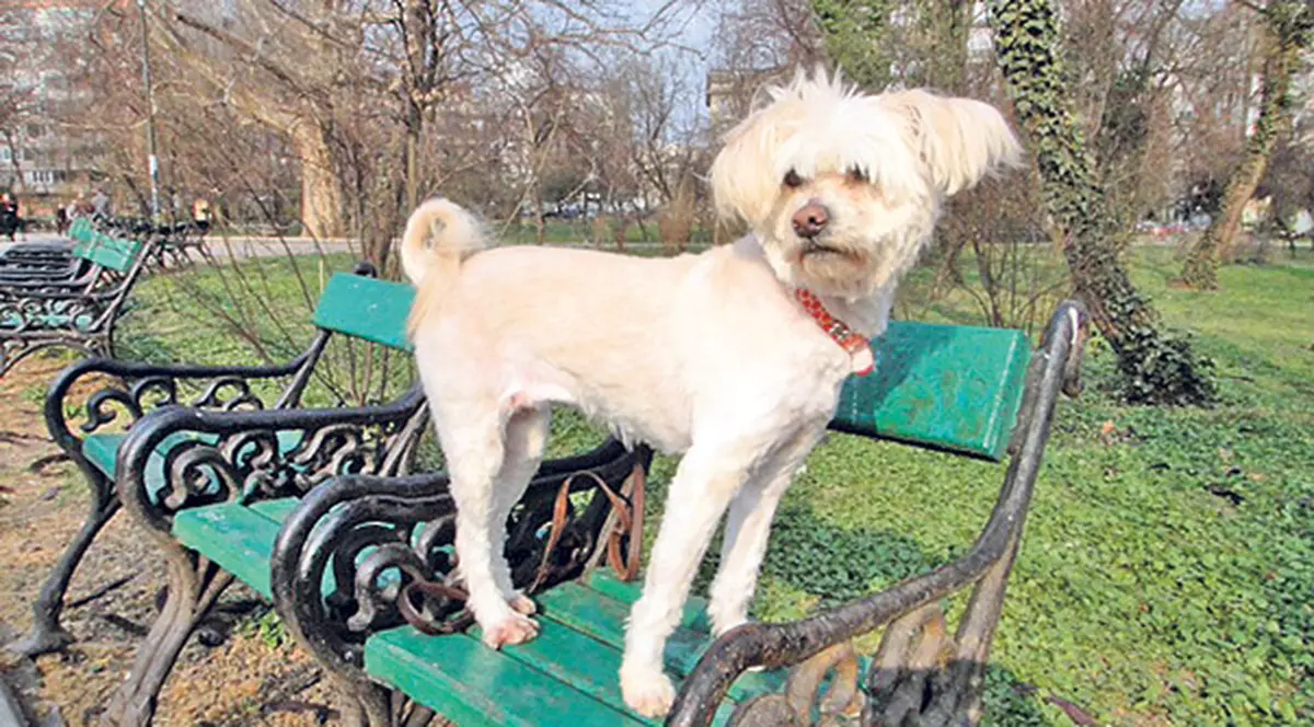 Caz inedit pentru magistraţi! Căţeluşa Bella, miza unui proces la judecătorie