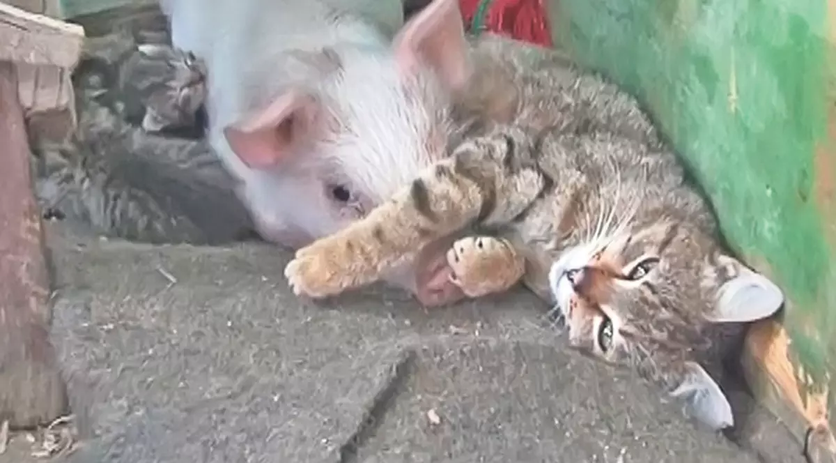 Incredibil! O pisică mărinimoasă a adoptat un guiţător orfan | El e purceluşul care se crede motănel | FOTO