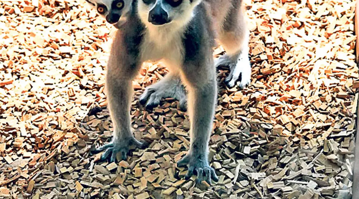 Te provocăm la concurs! Botează-i pe puii de la Zoo cu un nume frumos şi poţi câştiga premii atractive
