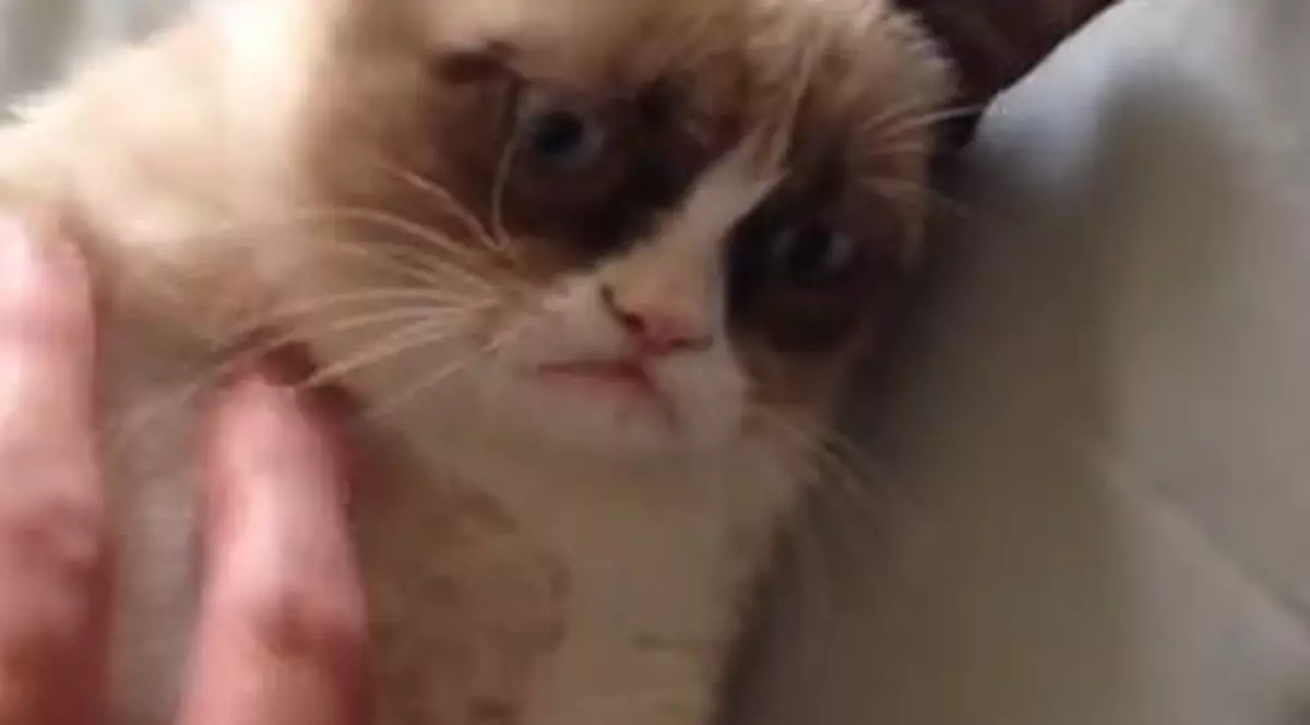 VIRAL PE NET! PISICA MOROCĂNOASĂ AJUNGE MARE VEDETĂ | VIDEO