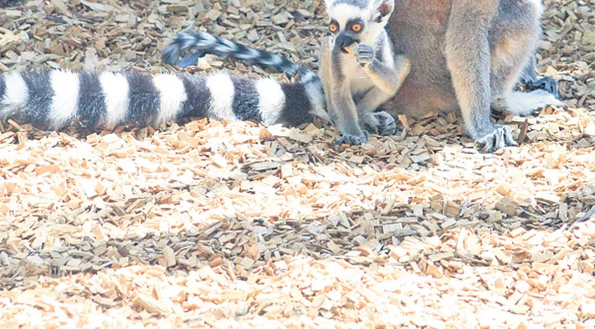Puiul de lemurian, vedeta de la Zoo Băneasa | FOTO