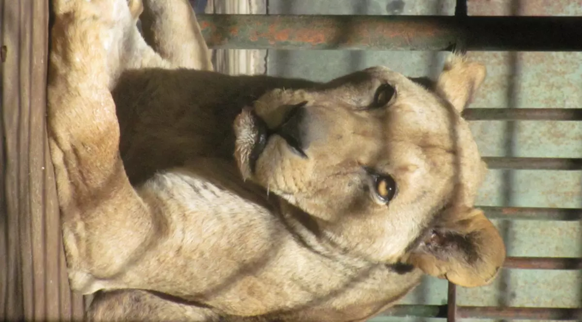 Leoaica Adela, scăpată de o tumoră de 6 kilograme, se simte bine