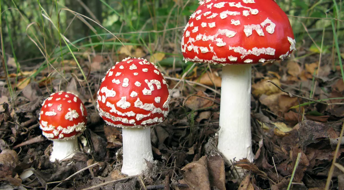 Atentie la ciuperci! Pot fi otrăvitoare
