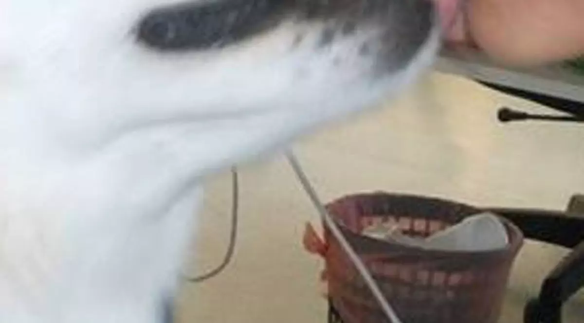 POZA care A ȘOCAT INTERNETUL! O VEDETĂ de la NOI, SĂRUT ”INTERZIS” cu un CÂINE!